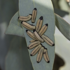 Paropsisterna cloelia at Acton, ACT - 4 Feb 2022