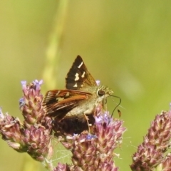 Dispar compacta (Barred Skipper) at Araluen, NSW - 20 Feb 2022 by Liam.m