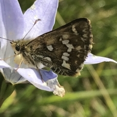 Atkinsia dominula (Two-brand grass-skipper) at Tantangara, NSW - 12 Mar 2022 by Tapirlord