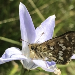 Atkinsia dominula at Tantangara, NSW - suppressed