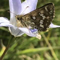 Atkinsia dominula at Tantangara, NSW - 12 Mar 2022