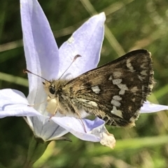 Atkinsia dominula at Tantangara, NSW - suppressed