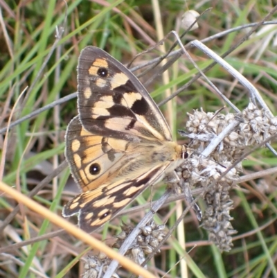 Heteronympha penelope (Shouldered Brown) at Cook, ACT - 16 Mar 2022 by drakes