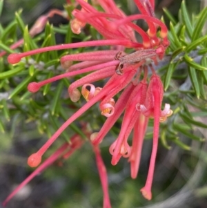 Grevillea juniperina subsp. fortis at O'Malley, ACT - 4 Mar 2022