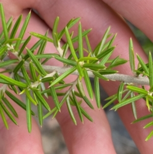 Grevillea juniperina subsp. fortis at O'Malley, ACT - 4 Mar 2022 06:18 PM