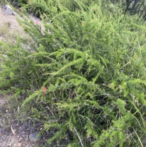 Grevillea juniperina subsp. fortis at O'Malley, ACT - 4 Mar 2022