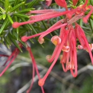 Grevillea juniperina subsp. fortis at O'Malley, ACT - 4 Mar 2022