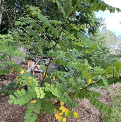 Robinia pseudoacacia (Black Locust) at O'Malley, ACT - 4 Mar 2022 by NedJohnston