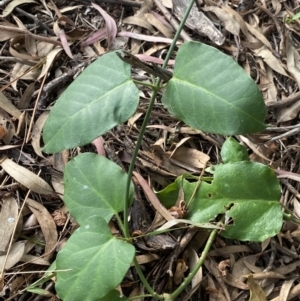 Araujia sericifera at O'Malley, ACT - 4 Mar 2022