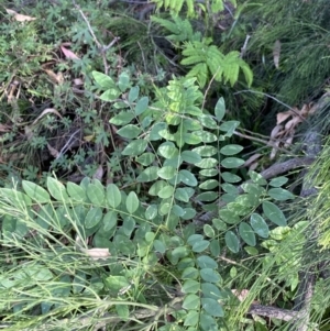 Robinia pseudoacacia at O'Malley, ACT - 4 Mar 2022