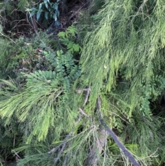 Robinia pseudoacacia at O'Malley, ACT - 4 Mar 2022