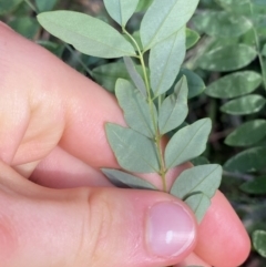 Robinia pseudoacacia at O'Malley, ACT - 4 Mar 2022