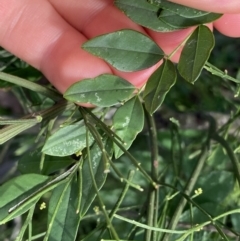 Robinia pseudoacacia at O'Malley, ACT - 4 Mar 2022