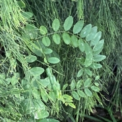 Robinia pseudoacacia at O'Malley, ACT - 4 Mar 2022