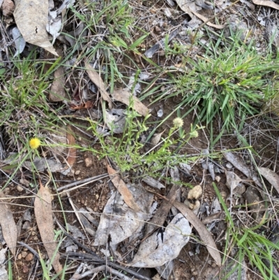 Calotis lappulacea (Yellow Burr Daisy) at O'Malley, ACT - 4 Mar 2022 by Ned_Johnston