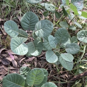 Cotinus coggygria at O'Malley, ACT - 4 Mar 2022