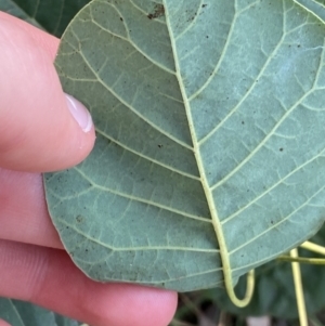 Cotinus coggygria at O'Malley, ACT - 4 Mar 2022 05:50 PM