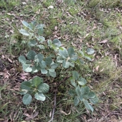 Cotinus coggygria at O'Malley, ACT - 4 Mar 2022