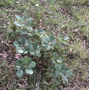 Cotinus coggygria at O'Malley, ACT - 4 Mar 2022 05:50 PM