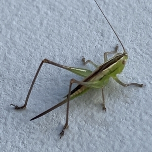 Conocephalus semivittatus at O'Connor, ACT - suppressed