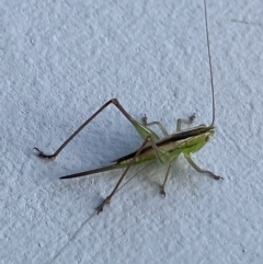 Conocephalus semivittatus at O'Connor, ACT - suppressed