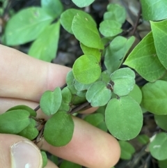 Muehlenbeckia complexa at Dickson, ACT - 3 Mar 2022