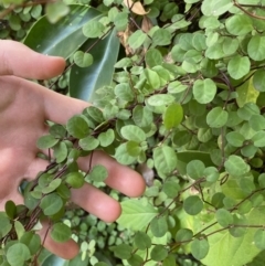 Muehlenbeckia complexa at Dickson, ACT - 3 Mar 2022