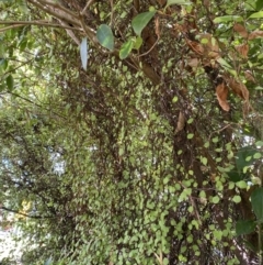 Muehlenbeckia complexa at Dickson, ACT - 3 Mar 2022