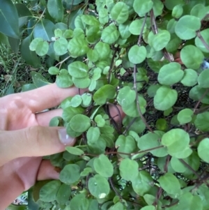 Muehlenbeckia complexa at Dickson, ACT - 3 Mar 2022