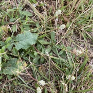 Gomphrena celosioides at Pialligo, ACT - 2 Mar 2022