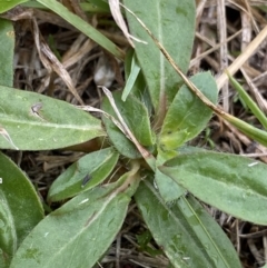 Gomphrena celosioides at Pialligo, ACT - 2 Mar 2022