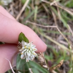 Gomphrena celosioides at Pialligo, ACT - 2 Mar 2022