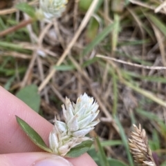 Gomphrena celosioides at Pialligo, ACT - 2 Mar 2022