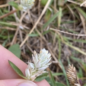 Gomphrena celosioides at Pialligo, ACT - 2 Mar 2022 06:31 PM