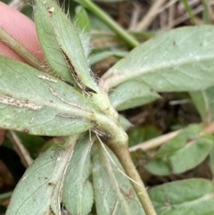 Gomphrena celosioides at Pialligo, ACT - 2 Mar 2022