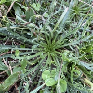 Plantago coronopus subsp. coronopus at Pialligo, ACT - 2 Mar 2022 06:29 PM