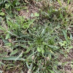 Plantago coronopus subsp. coronopus at Pialligo, ACT - 2 Mar 2022 06:29 PM