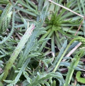 Plantago coronopus subsp. coronopus at Pialligo, ACT - 2 Mar 2022 06:29 PM