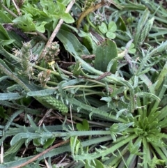 Plantago coronopus subsp. coronopus at Pialligo, ACT - 2 Mar 2022 06:29 PM