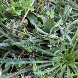 Plantago coronopus subsp. coronopus at Pialligo, ACT - 2 Mar 2022 06:29 PM