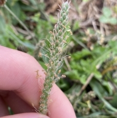 Plantago coronopus subsp. coronopus at Pialligo, ACT - 2 Mar 2022 06:29 PM