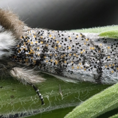 Oenosandra boisduvalii (Boisduval's Autumn Moth) at Googong, NSW - 12 Mar 2022 by WHall