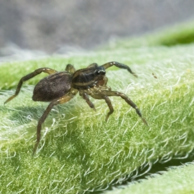 Lycosidae (family) (Unidentified wolf spider) at Googong, NSW - 12 Mar 2022 by WHall