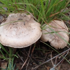 Unidentified Cap on a stem; gills below cap [mushrooms or mushroom-like] at Cook, ACT - 14 Mar 2022 by drakes