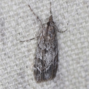 Scoparia emmetropis at O'Connor, ACT - 13 Mar 2022