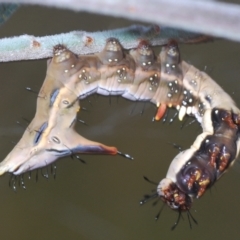 Neola semiaurata (Wattle Notodontid Moth) at Stromlo, ACT - 13 Mar 2022 by Harrisi
