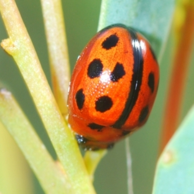 Peltoschema basicollis (Leaf beetle) at Aranda, ACT - 14 Mar 2022 by Harrisi