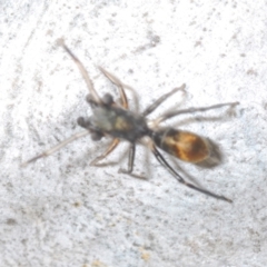 Myrmarachne sp. (genus) at Aranda, ACT - 14 Mar 2022 05:19 PM