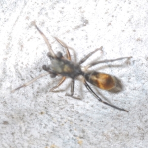 Myrmarachne sp. (genus) at Aranda, ACT - 14 Mar 2022 05:19 PM