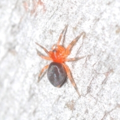 Nicodamidae (family) (Red and Black Spider) at Aranda, ACT - 14 Mar 2022 by Harrisi